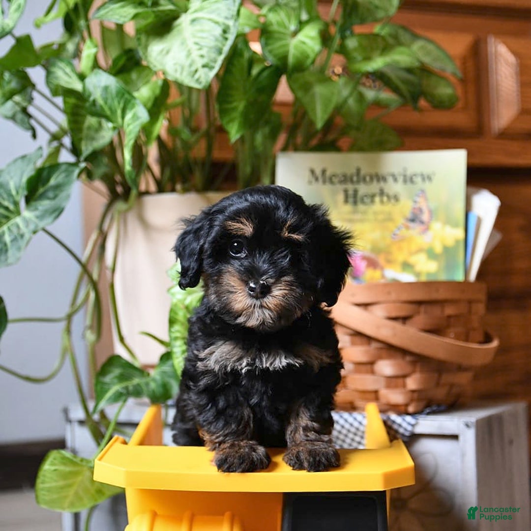 Havapoo dogs for sale: House Raised Sparkles - Image 11