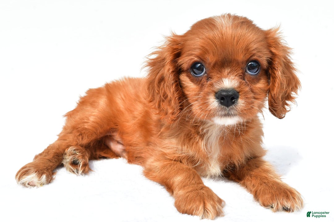 Cavalier King Charles Spaniel dogs for sale: Turbo - Image 6