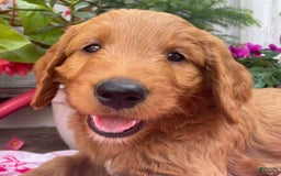 Goldendoodle dogs for sale: Coolidge - Image 5