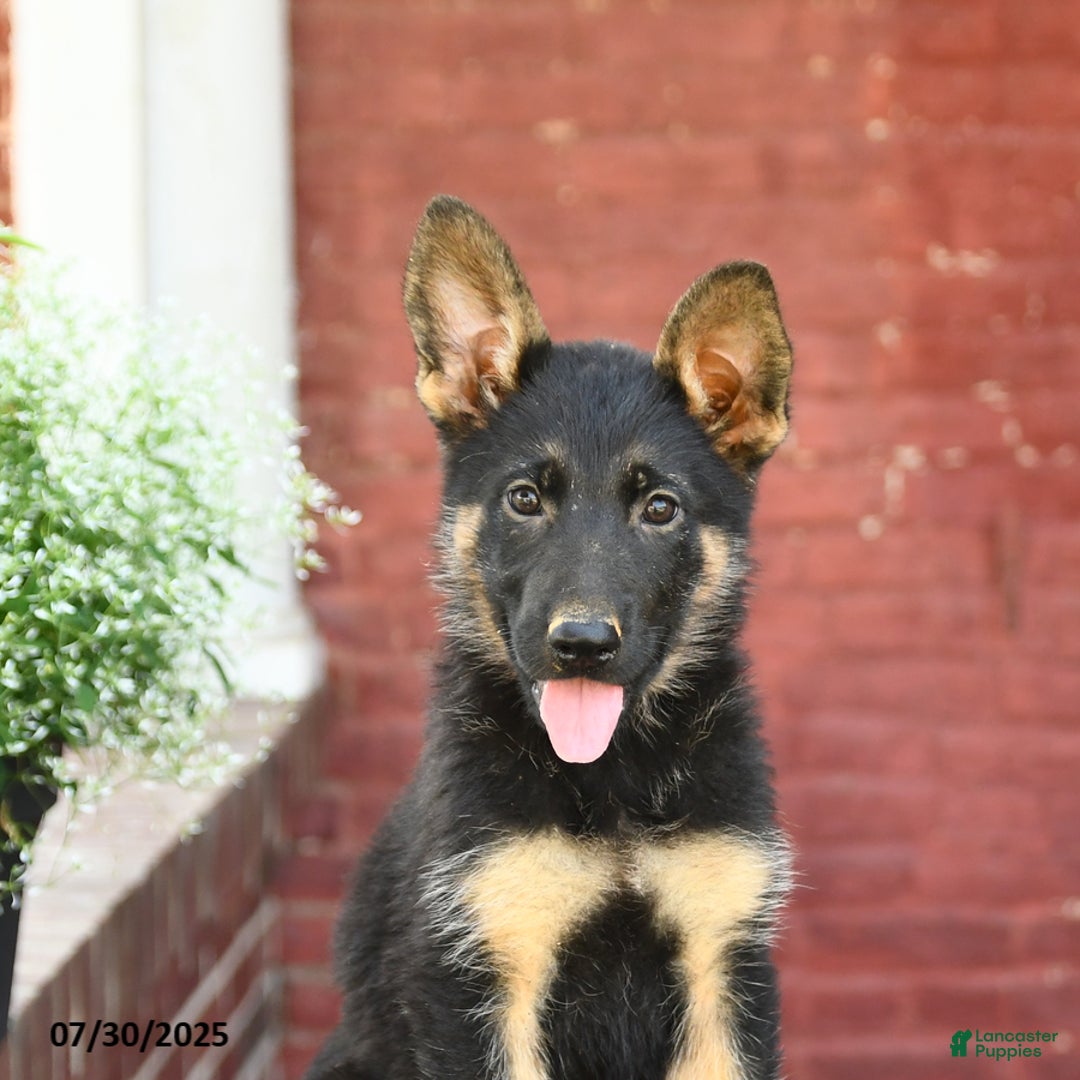 German Shepherd dogs for sale: Millie - Image 3