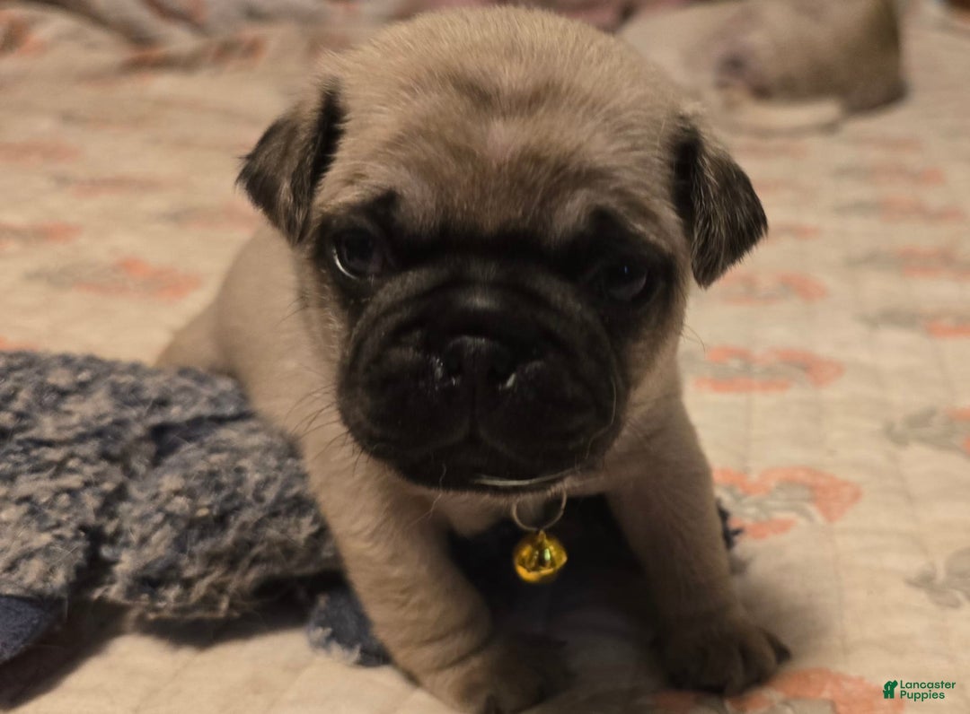 Pug dogs for sale: Davy - Image 16