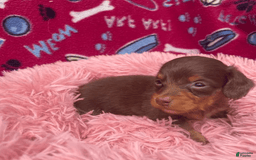 Dachshund dogs for sale: Tiny Girl Cecelia - Image 3