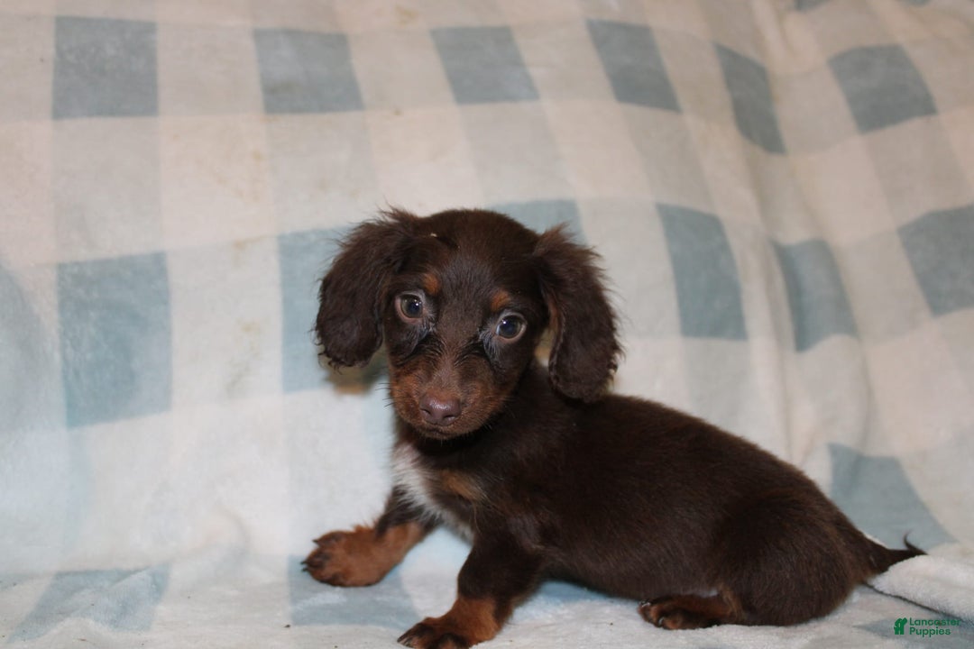 Dachshund dogs for sale: Austin Mini - Image 2