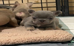 French Bulldog dogs for sale: Waylen - Image 5