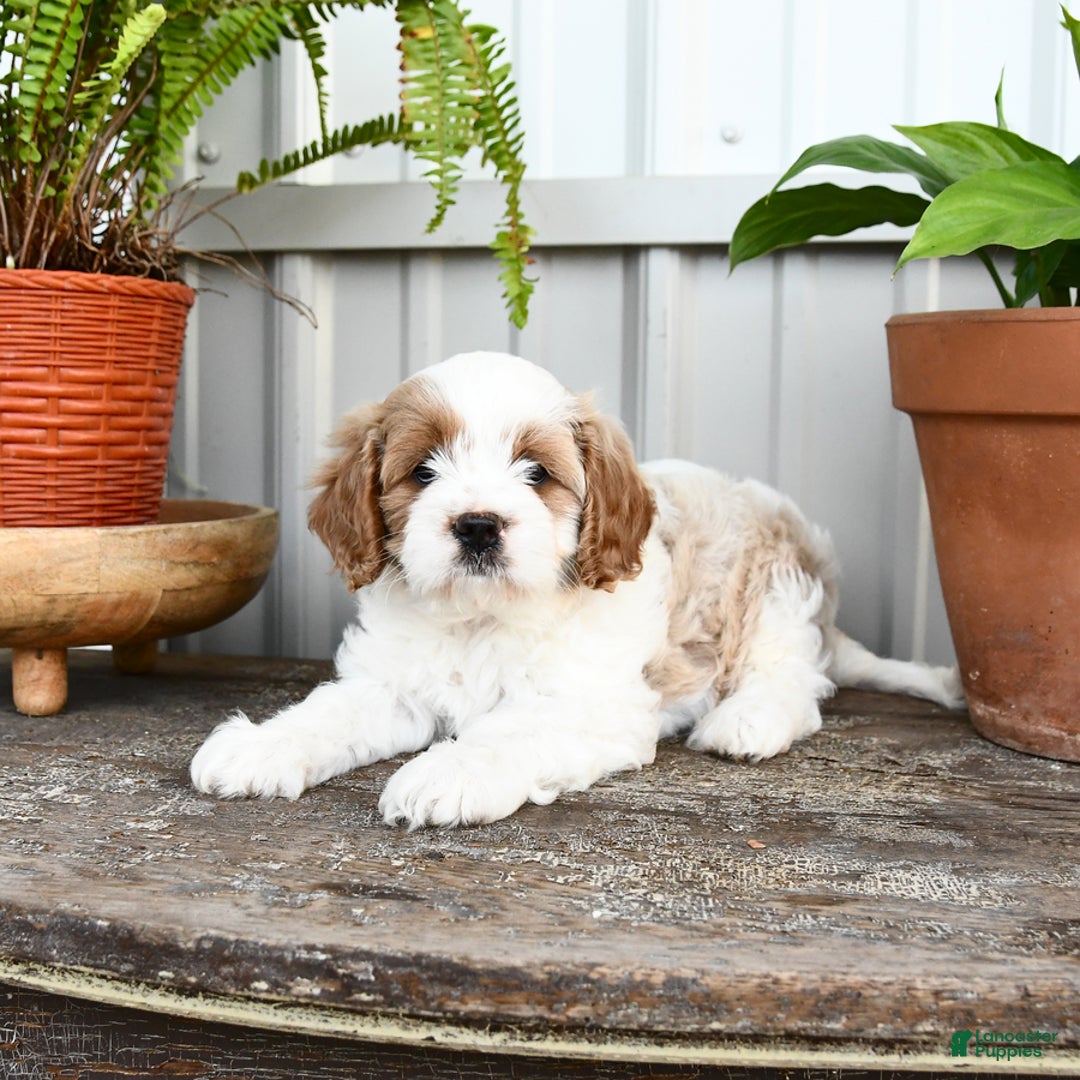 Cavapoo dogs for sale: Sky - Image 2