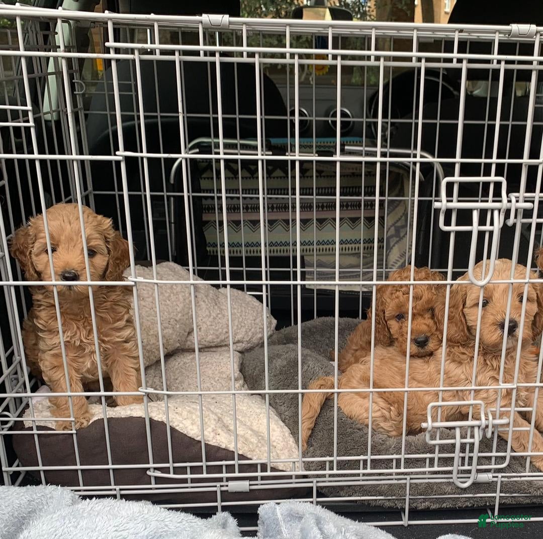 Cavapoo dogs for sale: Max - Image 4