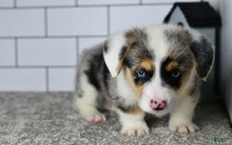Welsh Corgi Pembroke dogs for sale: Moses - Image 2