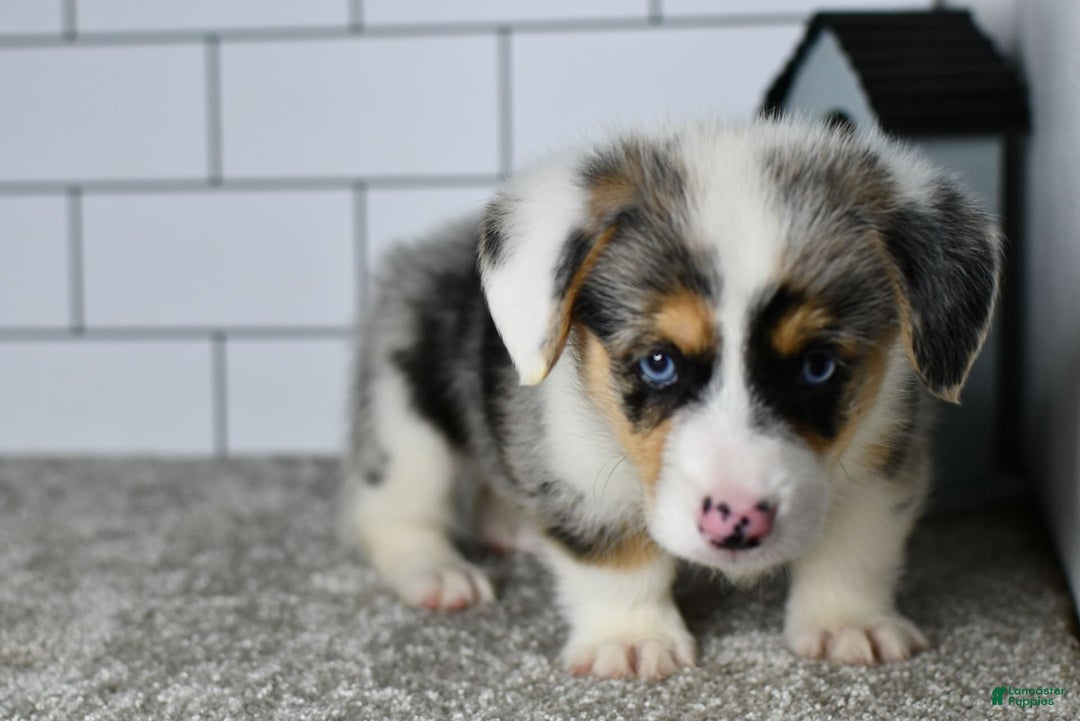 Welsh Corgi Pembroke dogs for sale: Moses - Image 2