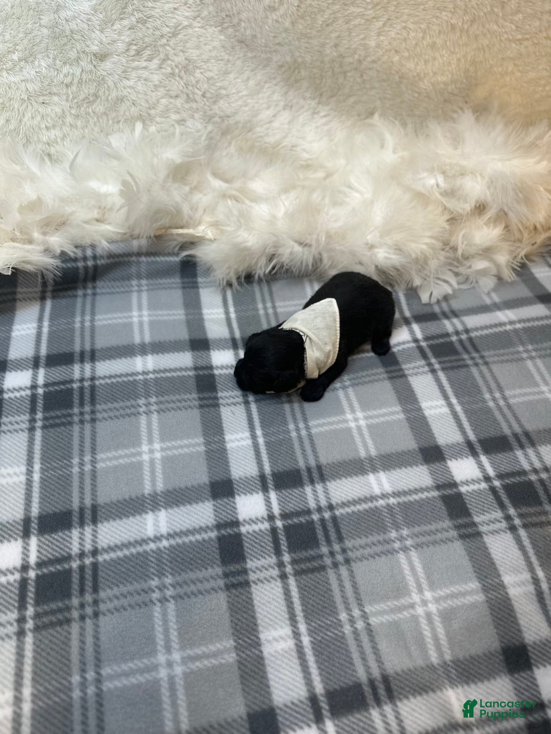 Morkie dogs for sale: Xander - Image 2