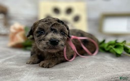 Miniature Poodle dogs for sale: Tori - Image 2