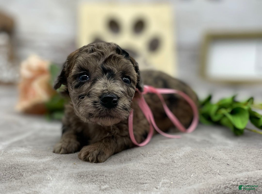 Miniature Poodle dogs for sale: Tori - Image 2