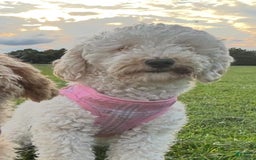 Toy Poodle dogs for sale: Queen - Image 7