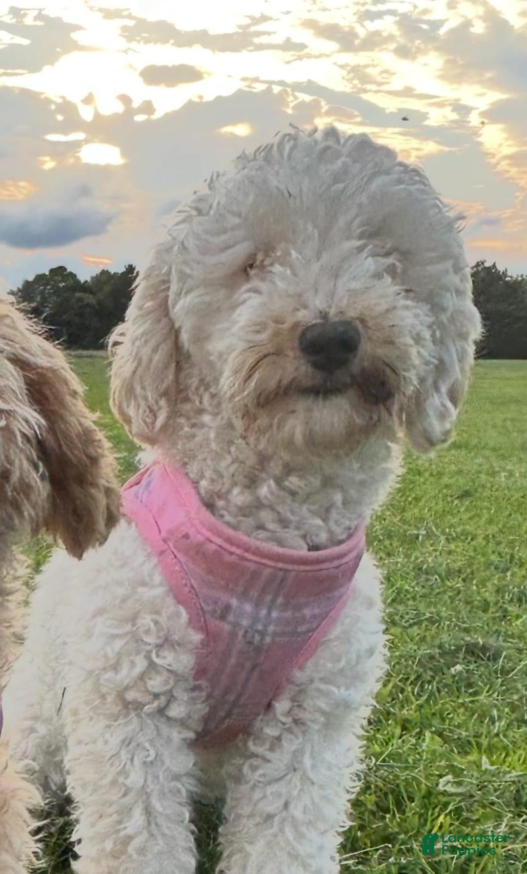 Toy Poodle dogs for sale: Queen - Image 7