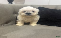 Shihpoo dogs for sale: Jekally - Image 3