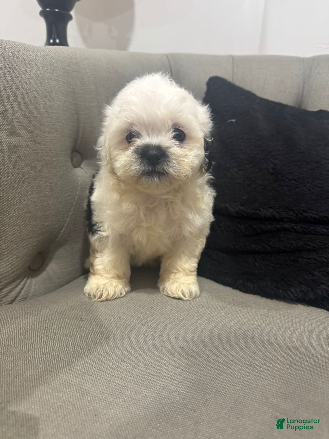Shihpoo dogs for sale: Jekally - Image 3