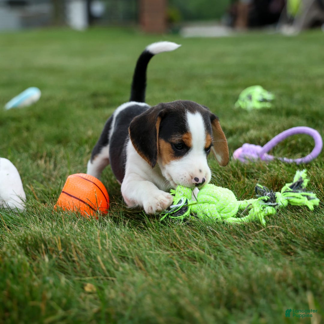 Beagle dogs for sale: Kobe - Image 9