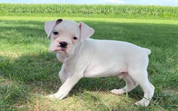 Boxer dogs for sale: Stewart - Image 1