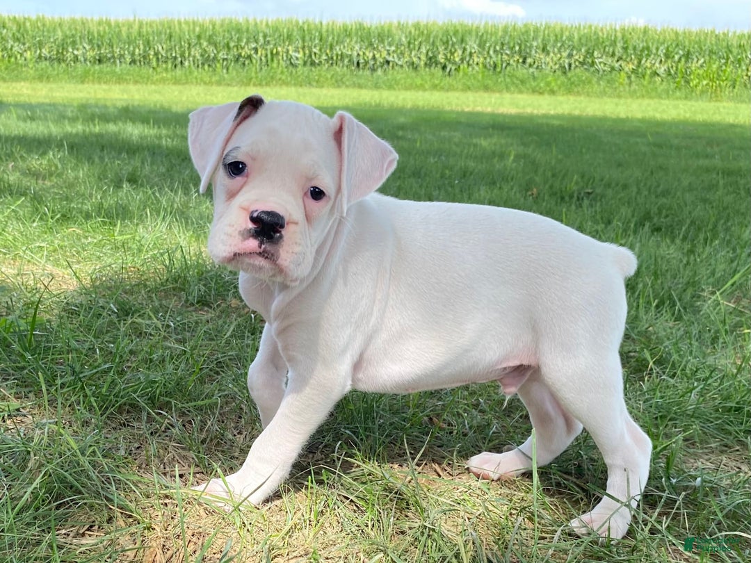 Boxer dogs for sale: Stewart - Image 1
