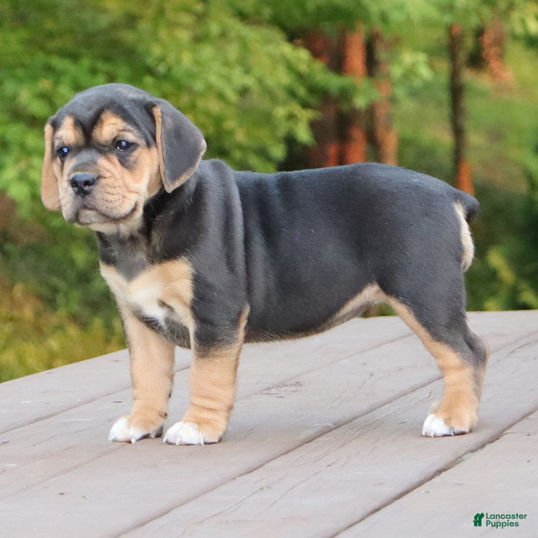 Beabull dogs for sale: Hope - Image 2