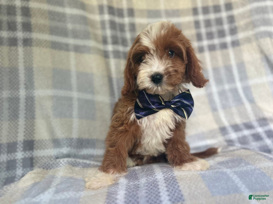 Cavapoo dogs for sale: Spike - Image 5