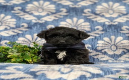 Yorkiepoo dogs for sale: Wilson - Image 3