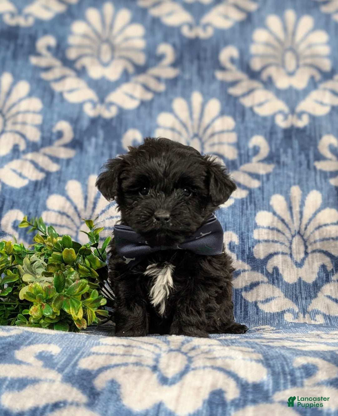 Yorkiepoo dogs for sale: Wilson - Image 3