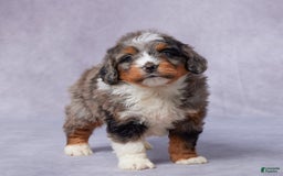 Mini Bernedoodle dogs for sale: Javin - Image 6