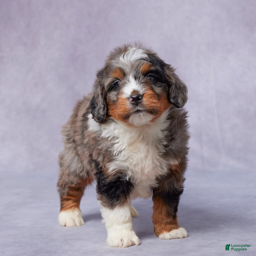 Mini Bernedoodle dogs for sale: Javin - Image 6