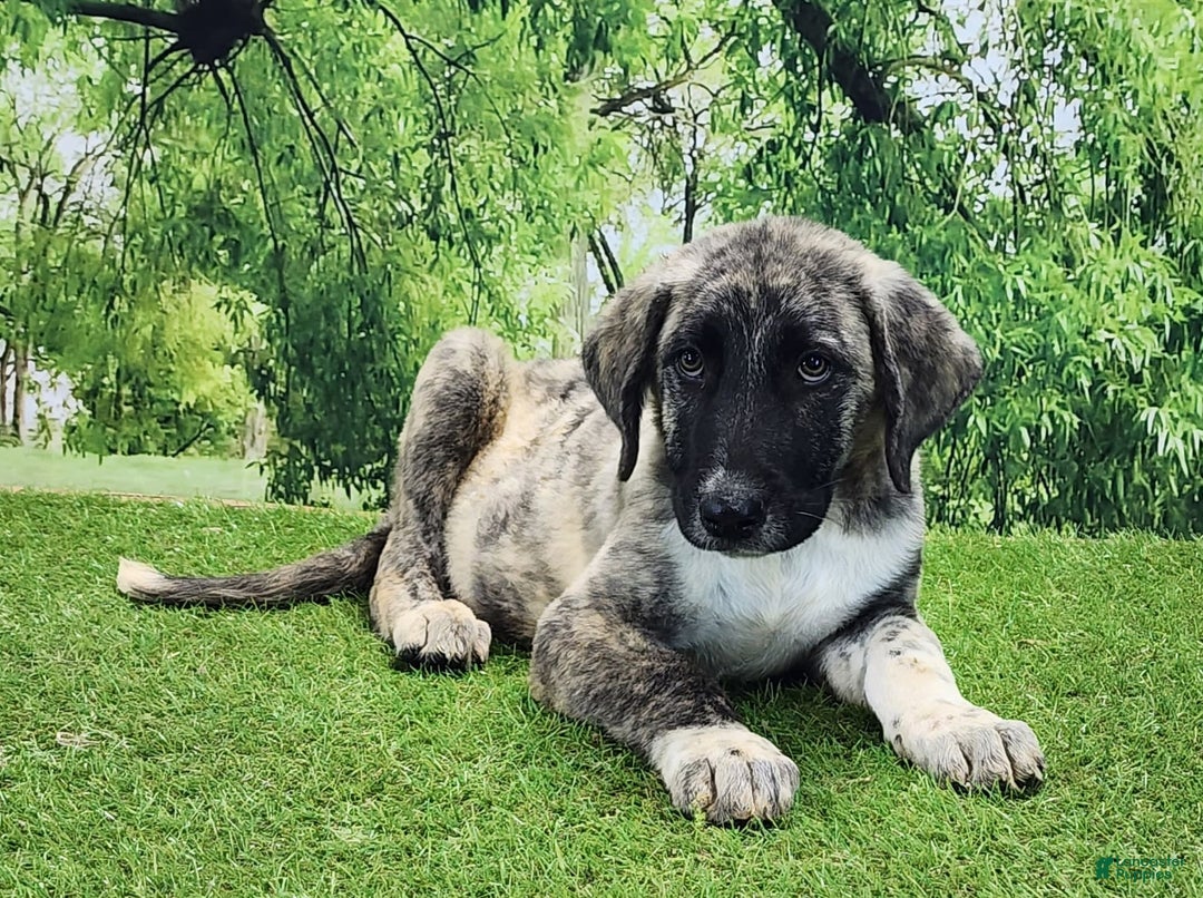 Anatolian Shepherd dogs for sale: Akc Dusty 2025 Male 3 - Image 1
