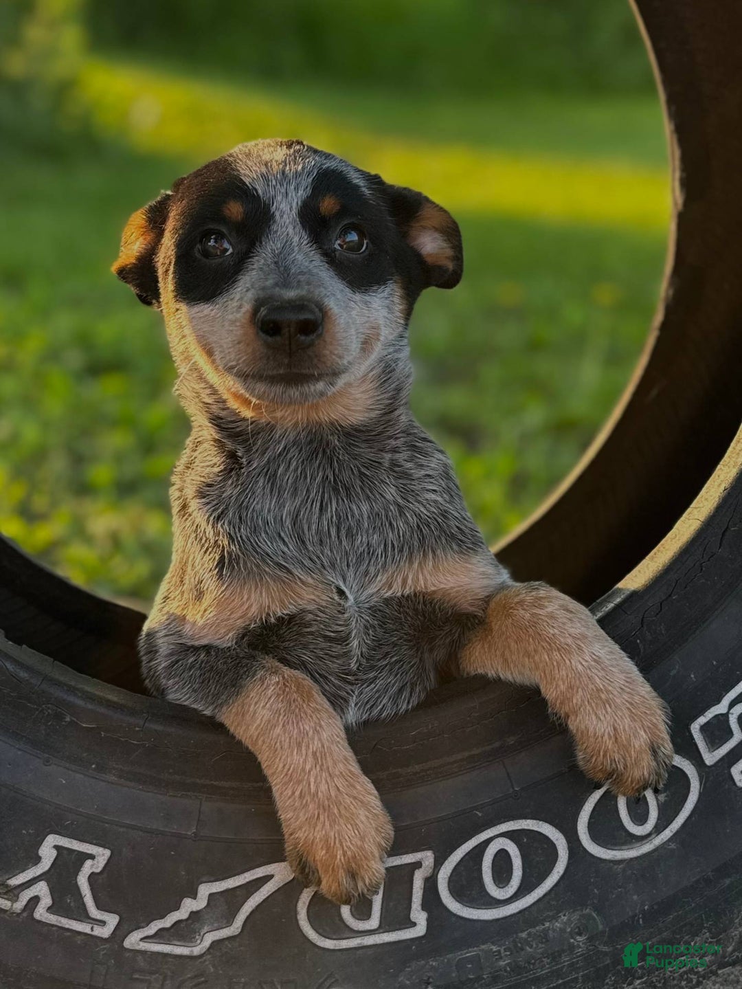 Australian Cattle Dog dogs for sale: Bonnie - Image 3
