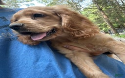 Cocker Spaniel dogs for sale: Marley - Image 6