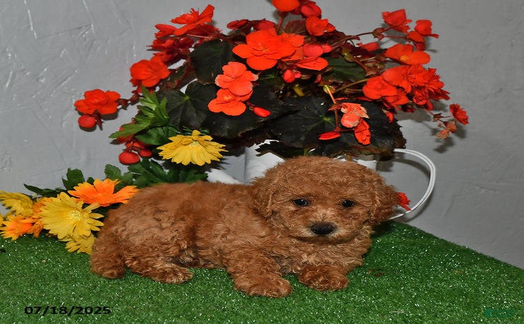 Cavapoo dogs for sale - Ad 3