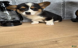 Welsh Corgi Pembroke dogs for sale: Carl - Image 8