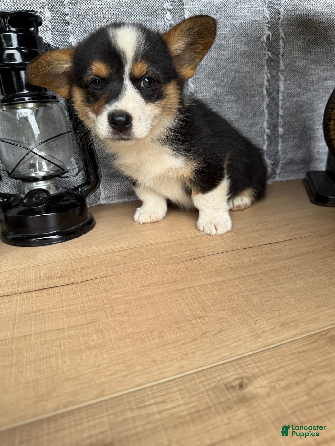Welsh Corgi Pembroke dogs for sale: Carl - Image 8
