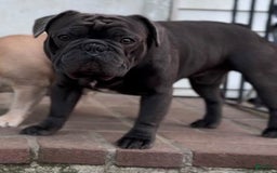 French Bulldog dogs for sale: Six - Image 4