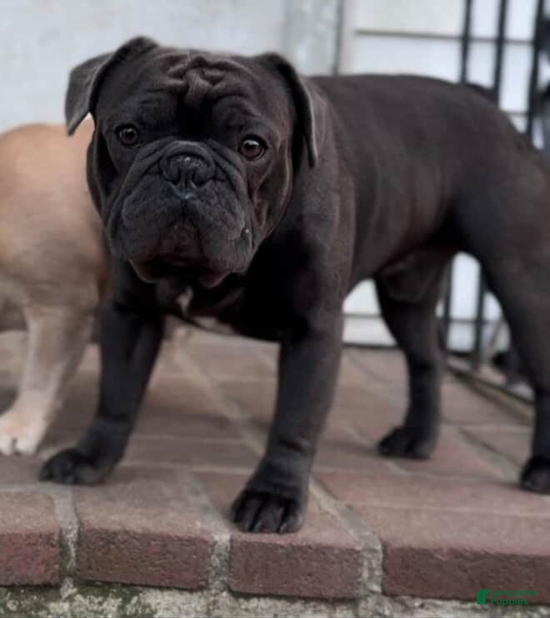 French Bulldog dogs for sale: Six - Image 4