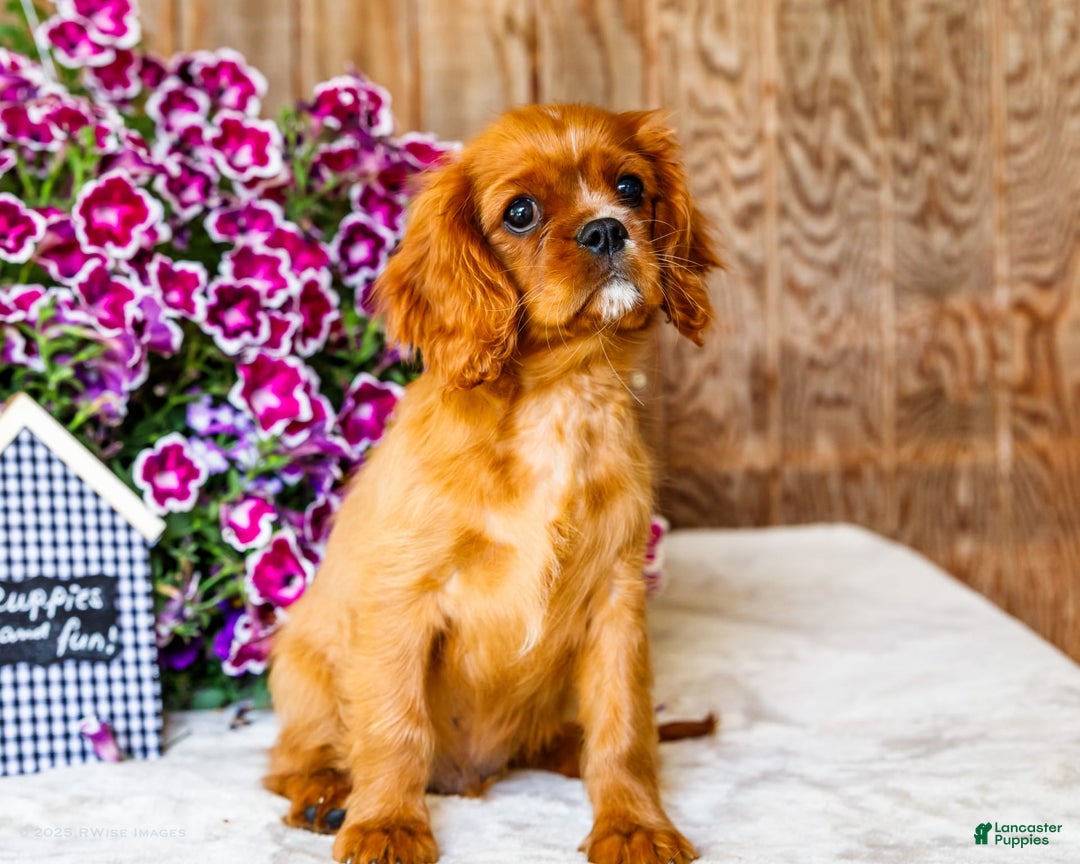 Cavalier King Charles Spaniel dogs for sale: Logan - Image 3