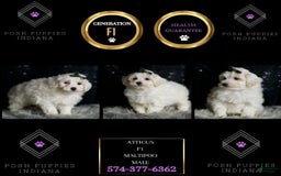 Maltipoo dogs for sale: Atticus - Image 6