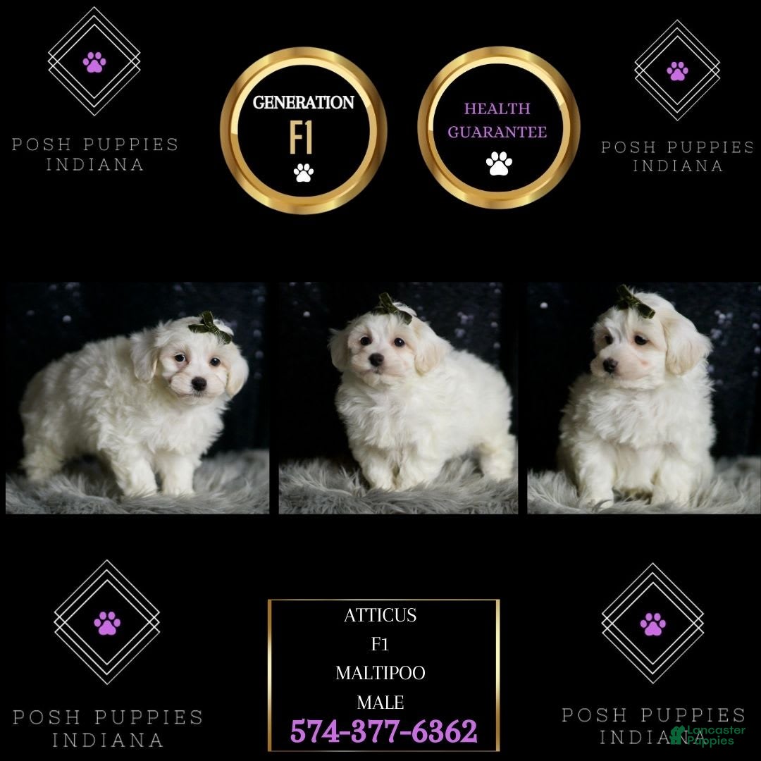 Maltipoo dogs for sale: Atticus - Image 6