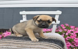 Pug dogs for sale: Patsy - Image 4