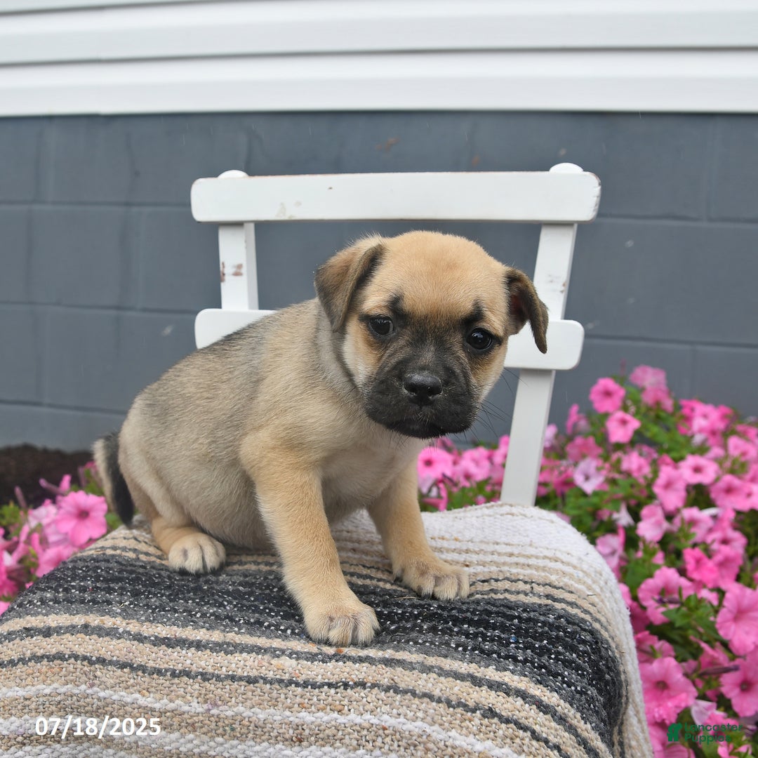 Pug dogs for sale: Patsy - Image 4