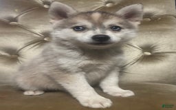 Pomsky dogs for sale: Kanan - Image 10