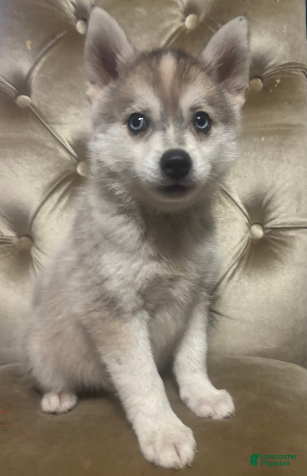 Pomsky dogs for sale: Kanan - Image 10