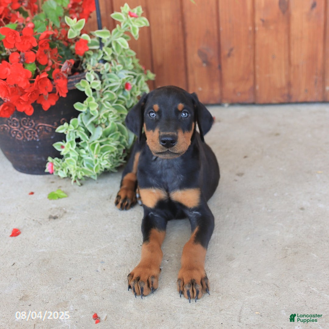 Doberman Pinscher dogs for sale: Dexter - Image 3