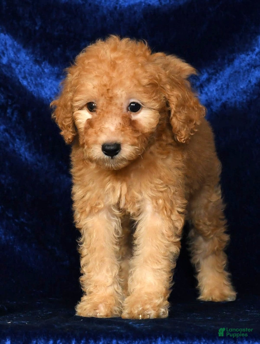 Mini Goldendoodle dogs for sale: Desiree - Image 8