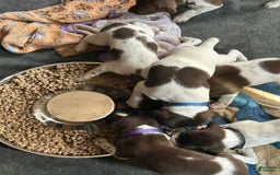 German Shorthaired Pointer dogs for sale: Pink - Image 1