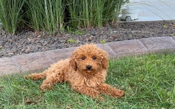 Cockapoo dogs for sale: Terry - Image 13