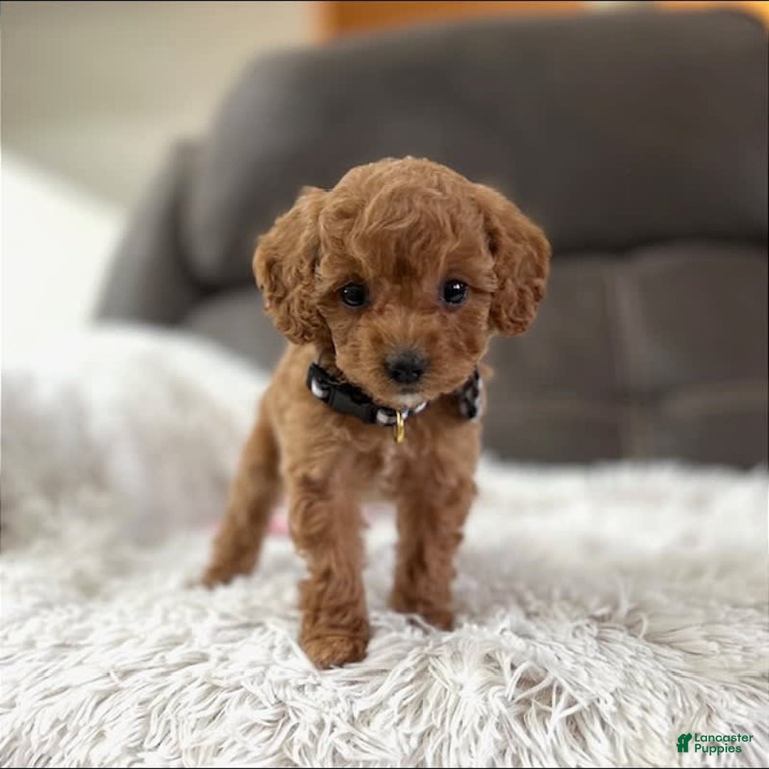 Mini Goldendoodle dogs for sale: Minnie Mini F1b - Image 8