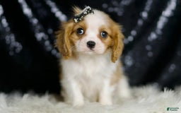 Cavalier King Charles Spaniel dogs for sale: Raya - Image 1