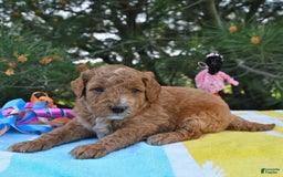 Mini Goldendoodle dogs for sale: Dakota - Image 25